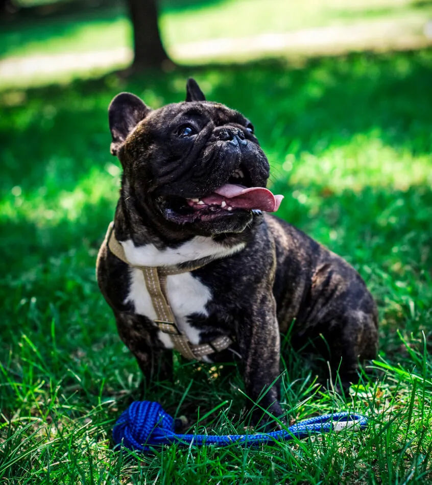 Bowl and Bone Active Beige Dog Harness and Lead Set