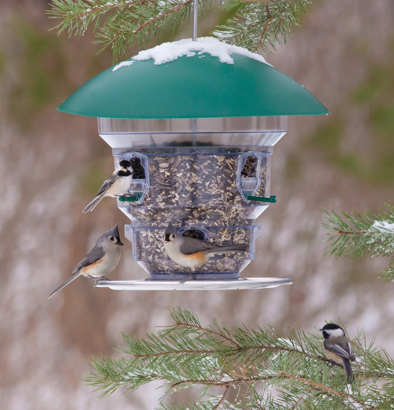 Feeding Frenzy Bird Feeder