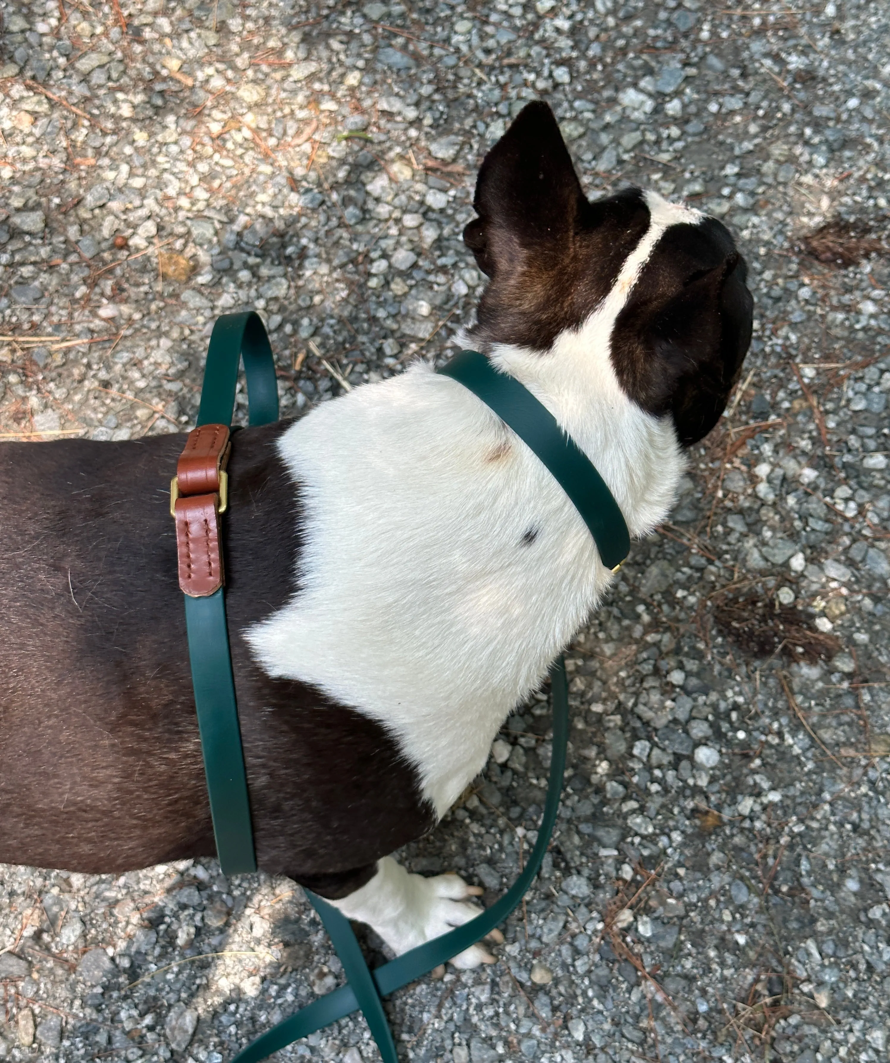 Leather   Biothane Collar   Leash Set Two tone Forest Green & Sedgwick English Bridle Veg Tanned Hazel Wear Over the Shoulder Leash w/Solid Brass