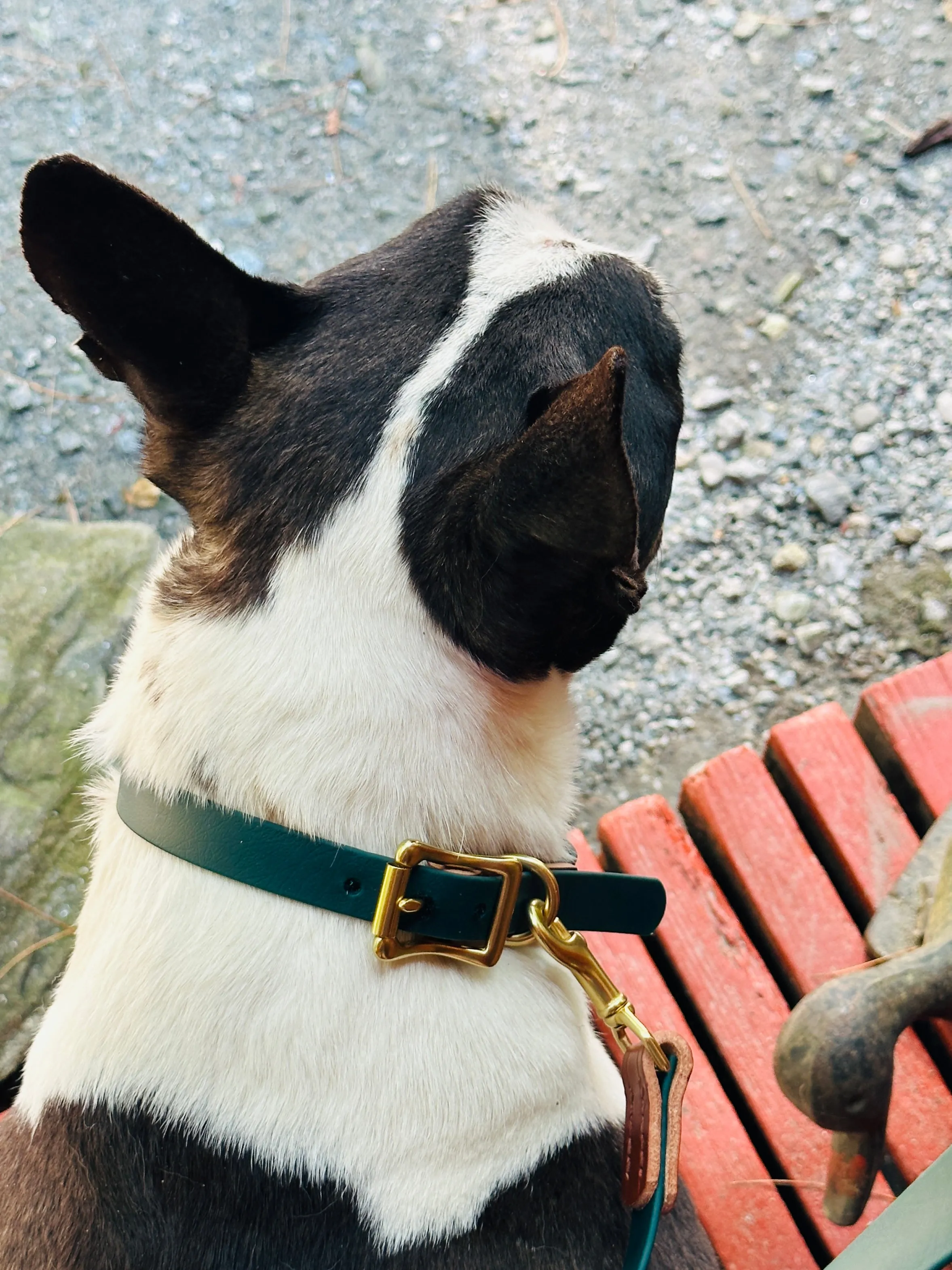 Leather   Biothane Collar   Leash Set Two tone Forest Green & Sedgwick English Bridle Veg Tanned Hazel Wear Over the Shoulder Leash w/Solid Brass